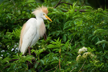A Cattle Egret Perched in Bushes