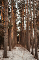Forest of linear pine/evergreen trees by beige grass & snow at sunset