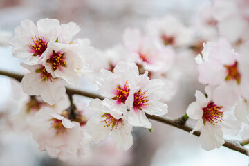 Beautiful almond tree blooming in the garden
