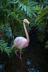 close-up of pink flamingo surrounded by tropical vegetation