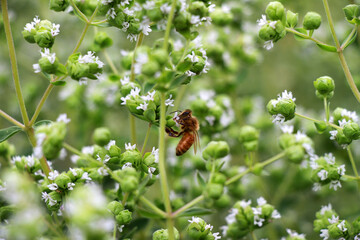 Honey Bee on Blooming Oregano