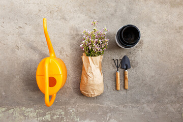 balcony flowers on parchment paper next to garden tools and pots