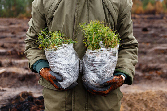 man holds packages of seedlings before planting forest in spring