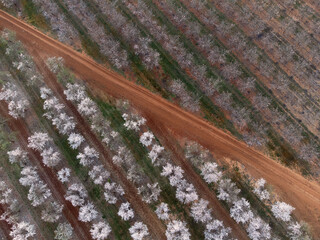 beautiful almond trees in alentejo in portugal