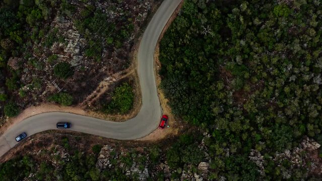 A road in the middle of green pine and fir forests, in Europe, France, Corsica