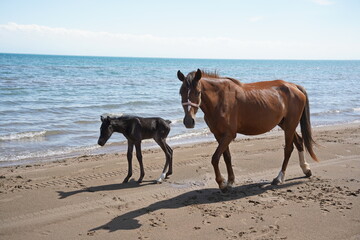 Fototapeta na wymiar Horses and stallions walk on the beach.