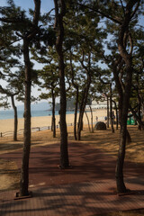 Obraz premium Haeundae Beach a famous beach in busan during winter morning at Haeundae-gu , Busan South Korea : 9 February 2023