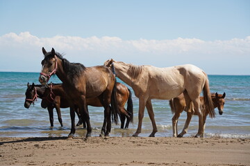 Fototapeta na wymiar Horses and stallions walk on the beach.