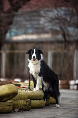 border collie puppy