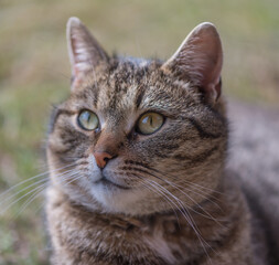 Cute domestic cat in the spring garden. Sunny day. Playing with a pet.