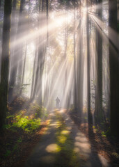 光芒が降り注ぐ森の道