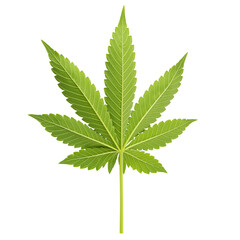 Cannabis herbal tea and marijuana leaves on transparent background