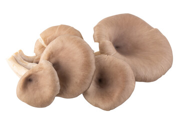 Oyster mushrooms for cooking isolated over white background