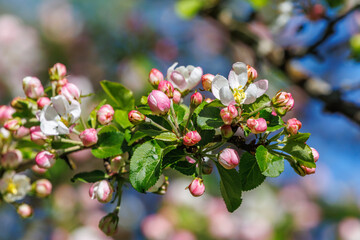 Close up at a flowering cherry tree