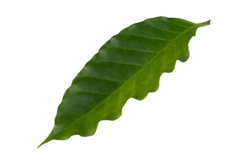 Obraz premium Fresh Green Arabica Coffee Leaf isolated on a transparent background