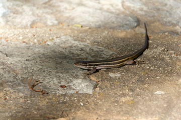 Suspicious Lizard on a Rock