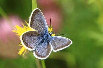 Silver-studded Blue, Plebejus argus, wild beautiful butterfly sitting on the yellow flower. Insect in the nature habitat. Spring in the meadow. European wildlife, Czech republic.