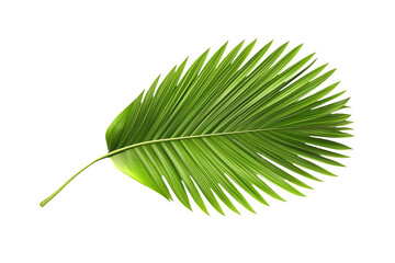 Palm leaf isolated on white