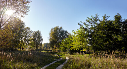 Fototapeta premium Panoramic photo of road in forest against the sky and meadows. Beautiful landscape of trees and blue sky background
