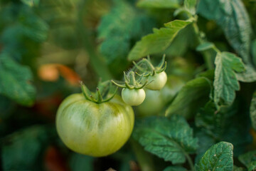 Green tomatoes on a branch. Bunch of green tomatoes, soft focus