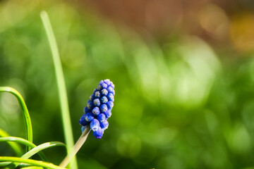 kleine Traubenhyazinthe Muscari  Frühlingsbote