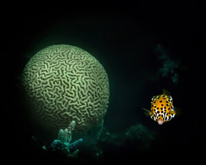 Wonderful underwater nature coral area as concept of biodiversity in tropical marine ecosystems,...