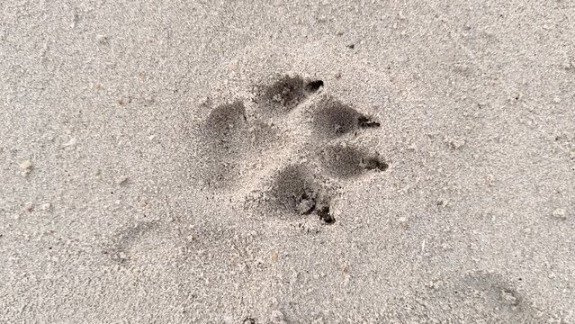 Animal footprint in the sand close-up. Footprint of a large dog on the seashore. High quality 4k footage