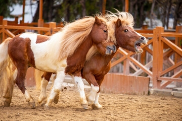  pony horses in the field