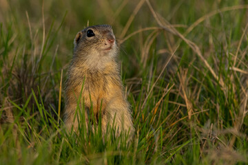 Naklejka na ściany i meble European ground squirrel is looking for a danger bird