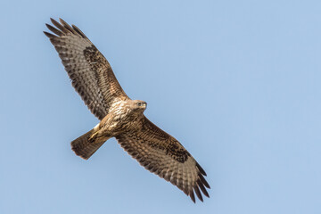 Common buzzard flying and looking to the ground for prey