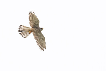 Common kestrel flying and looking to the ground for prey