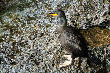 European shag stands on rocks near the sea