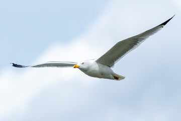 Yellow-legged gull flying in the sky