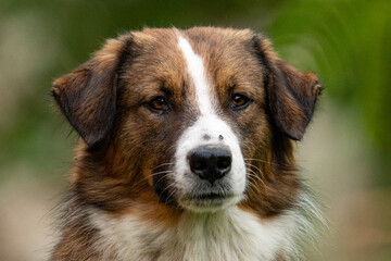 Stray dog is looking ahead