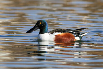 Birds and animals in wildlife concept. Amazing mallard duck - northern shoveler swims in lake or river with blue water under