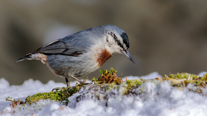 Krüper`s Nuthatch on a branch