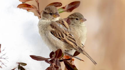 sparrow on a branch