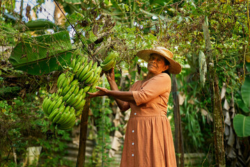 Elderly happy Indian female farmer in straw hat holding big branch of small green bananas. Senior Sri Lankan smiling woman on her farm showing bunch of bananas. Farming and gardening concept © artiemedvedev