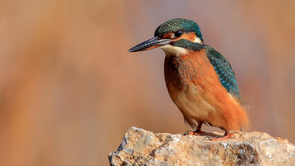 Common kingfisher waiting a fish near the river