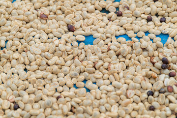 Coffee production, natural sun dry of honey process, removed bulb and remaining sweet for dry, premium quality of coffee in Chiangmai, Thailand