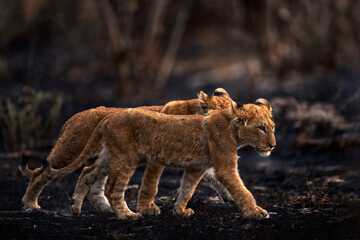 Two lost lion kitten cub in nature. African lion, fire burned destroyed savannah. Cats black ash and cinders, Savuti, Chobe NP in Botswana. Hot season in Africa. African lion, male. Botswana wildlife.