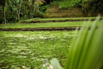 Close-up of a rice pond at the tropical Tegalalang rice terraces of Ubud on Bali, Indonesia, surrounded by palm trees, a palm leaf diffused in the foreground.