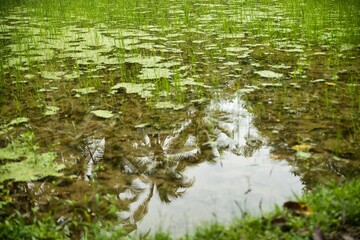 A rice pond reflecting the palm trees at the tropical Tegalalang rice terraces of Ubud on Bali, Indonesia.