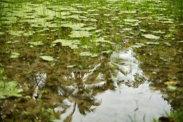 A rice pond reflecting the palm trees at the tropical Tegalalang rice terraces of Ubud on Bali, Indonesia.