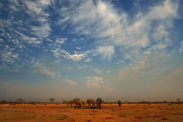 Fototapeta na wymiar Elepahnt herd group near the water hole, blue sky with clouds. African elephant, Savuti, Chobe NP in Botswana. Wildlife scene from nature, elephant in habitat, Africa.