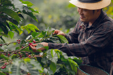 Organic arabica coffee with farmer collecting on farm harvesting berries Robusta and arabica coffee with farmer's hand, worker harvesting berries, arabica coffee, crop harvest concept