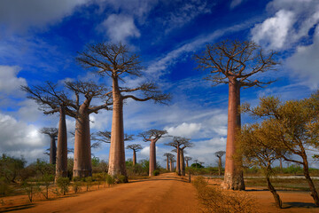 Alley of the Baobabs landscape from Madagascar. Most famous tipical place L'allée des baobab, gravel road with sunny day with big old trees with blue sky a adn white clouds. Nature near Morondawa.