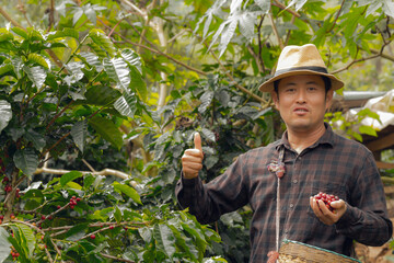 Farmer collecting coffee in a small town of Chiang Mai, Northern Thailand