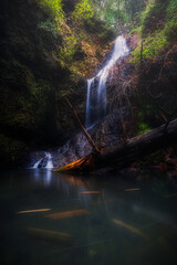 森を流れる美しい滝