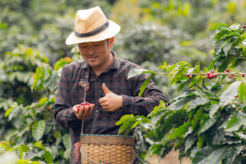 Organic arabica coffee with farmer collecting on farm harvesting berries Robusta and arabica coffee...